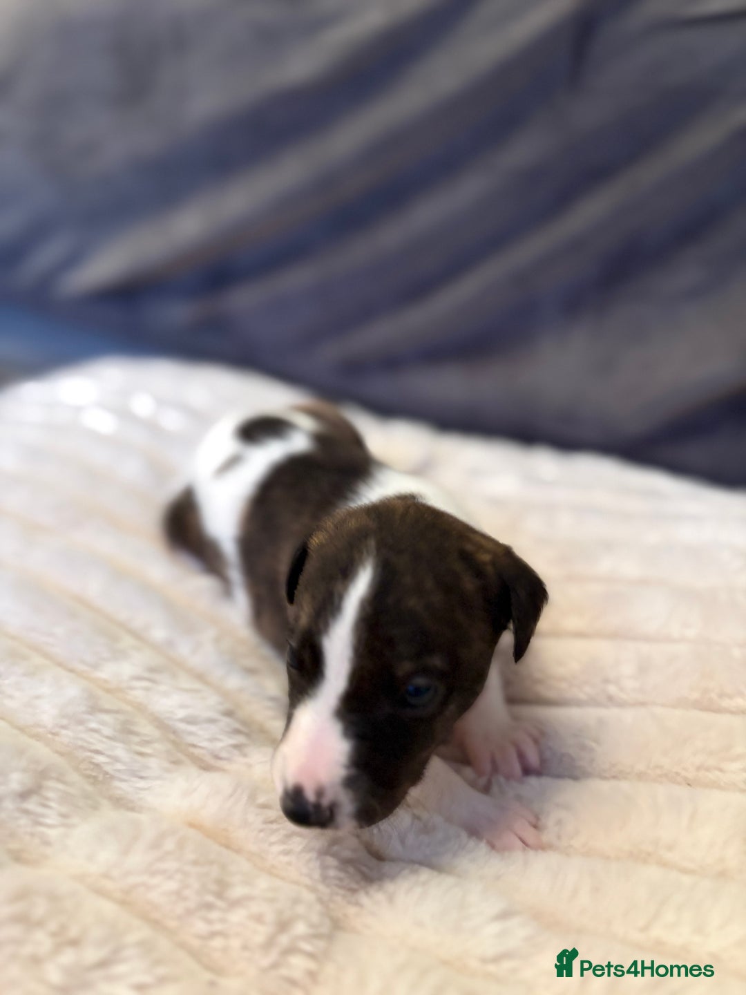 Whippet dogs for sale: Whippet Puppies - Advert 16