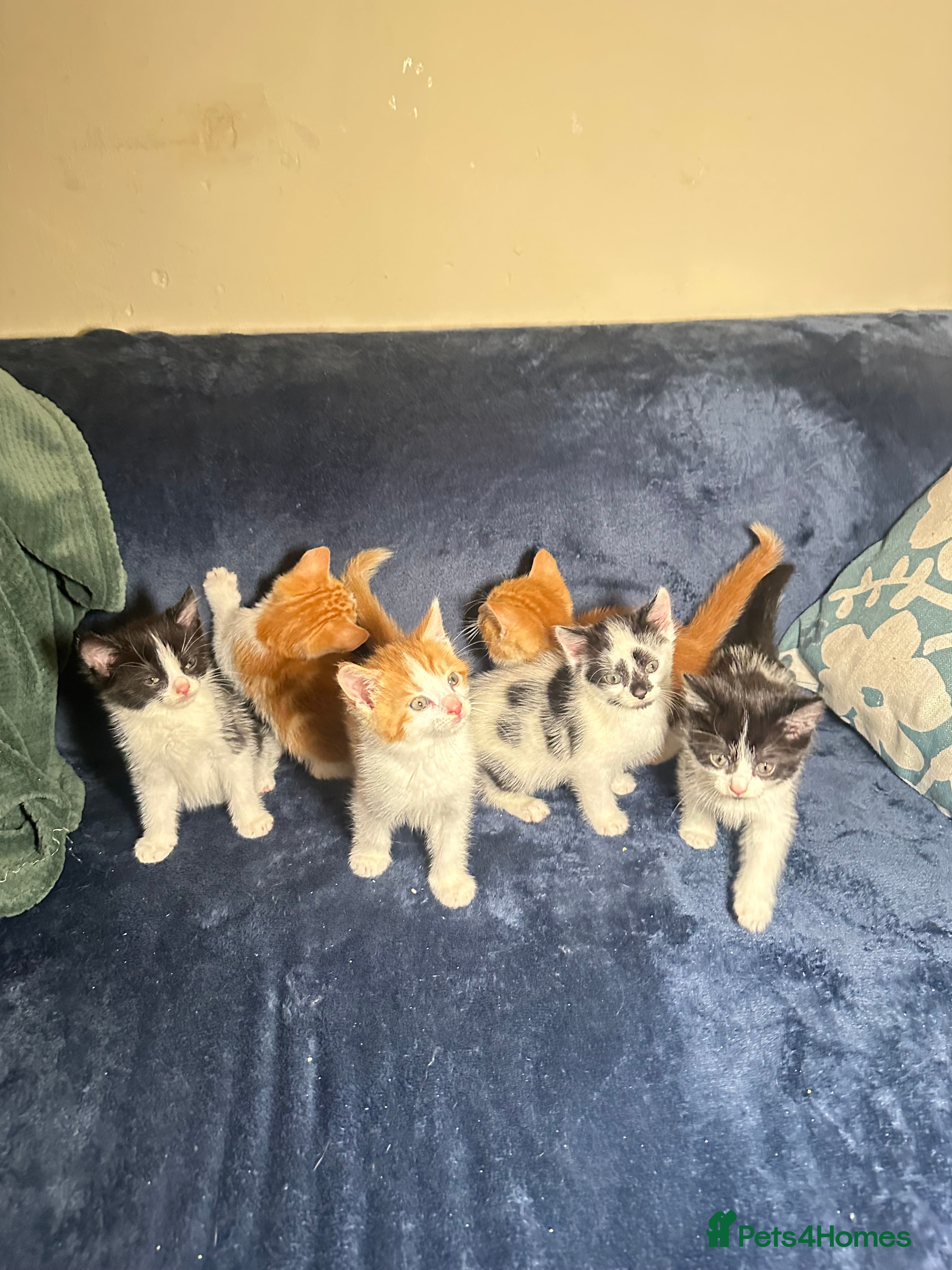 Mixed Breed cats 6 mixed breed ( shorthair and longhair) kittens - Advert 1