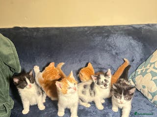 Mixed Breed cats 2 kittens left in need of rehoming!! - Advert 18