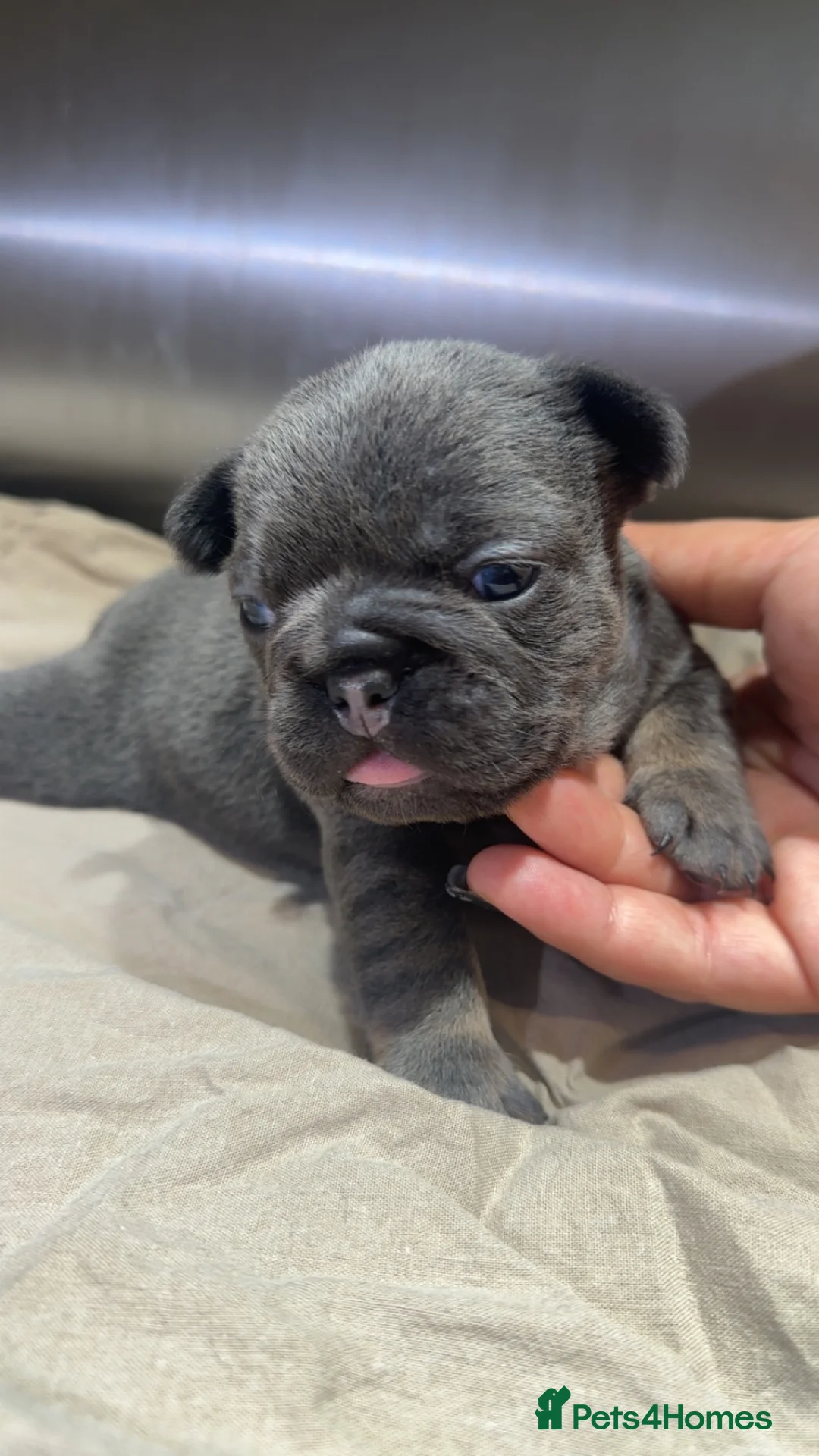 French Bulldog dogs for sale: Adorable French Bulldog Puppies Lilac & Tan 3 LEFT - Advert 2