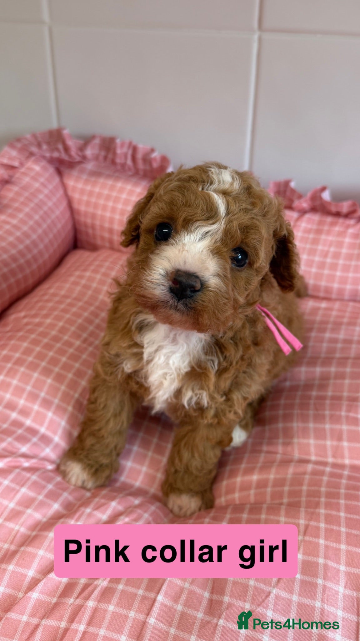 Cavapoochon dogs 🐾 8 Beautiful Cavapoochon Puppies - Advert 1