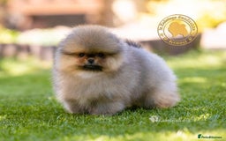 Pomeranian dogs for sale: Stunning tiny teddy bear toy poms - Image 12