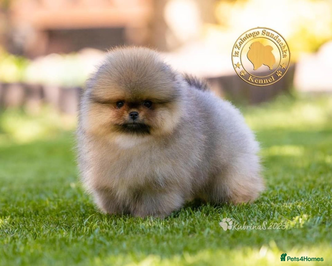 Pomeranian dogs for sale: Stunning tiny teddy bear toy poms - Image 12