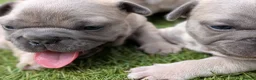 French Bulldog dogs for sale: French bulldog puppies  - Advert 25