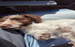 Cockapoo dogs for sale: F1 cockapoo puppy  - Image 4