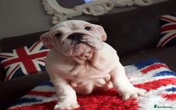 English Bulldog dogs for sale: Kc reg  1 White & Red boy only fully vaccinated  - Image 26