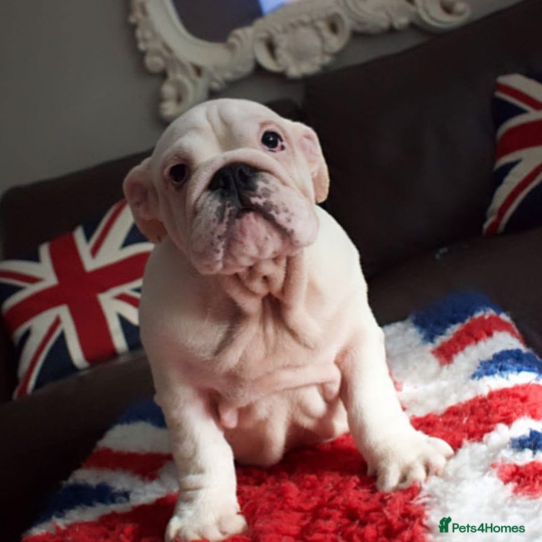 English Bulldog dogs for sale: Kc reg  1 White & Red boy only fully vaccinated  - Image 26