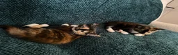 Mixed Breed cats for sale: Kittens for sale  in Wymondham - Advert 8
