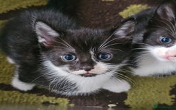 Mixed Breed cats for sale:  3 Adorable Kittens Ready for Their Forever Homes - Image 8