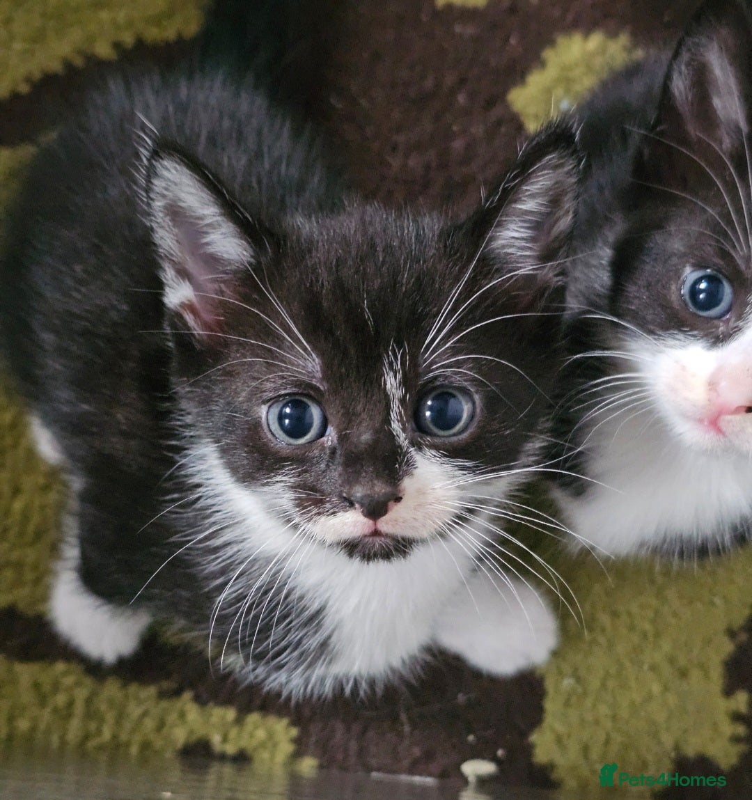 Mixed Breed cats for sale:  3 Adorable Kittens Ready for Their Forever Homes - Image 8