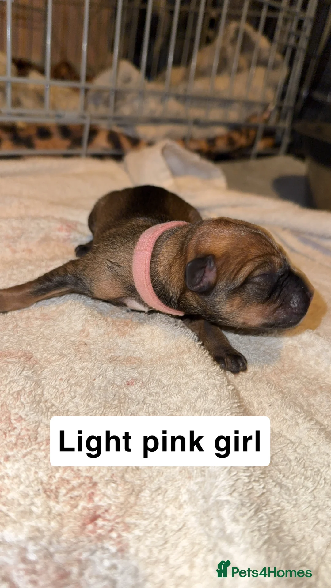 Mixed Breed dogs for sale: Rottweiler X German Shepherd X Staffy Puppies in Beauly - Advert 2