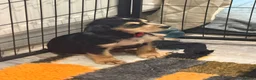 Cocker Spaniel dogs for sale: Only 3 boys left  - Advert 7