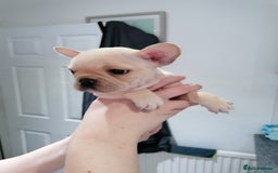 French Bulldog dogs for sale: Gorgeous French bulldog puppies Just 1 girl left!  - Advert 18