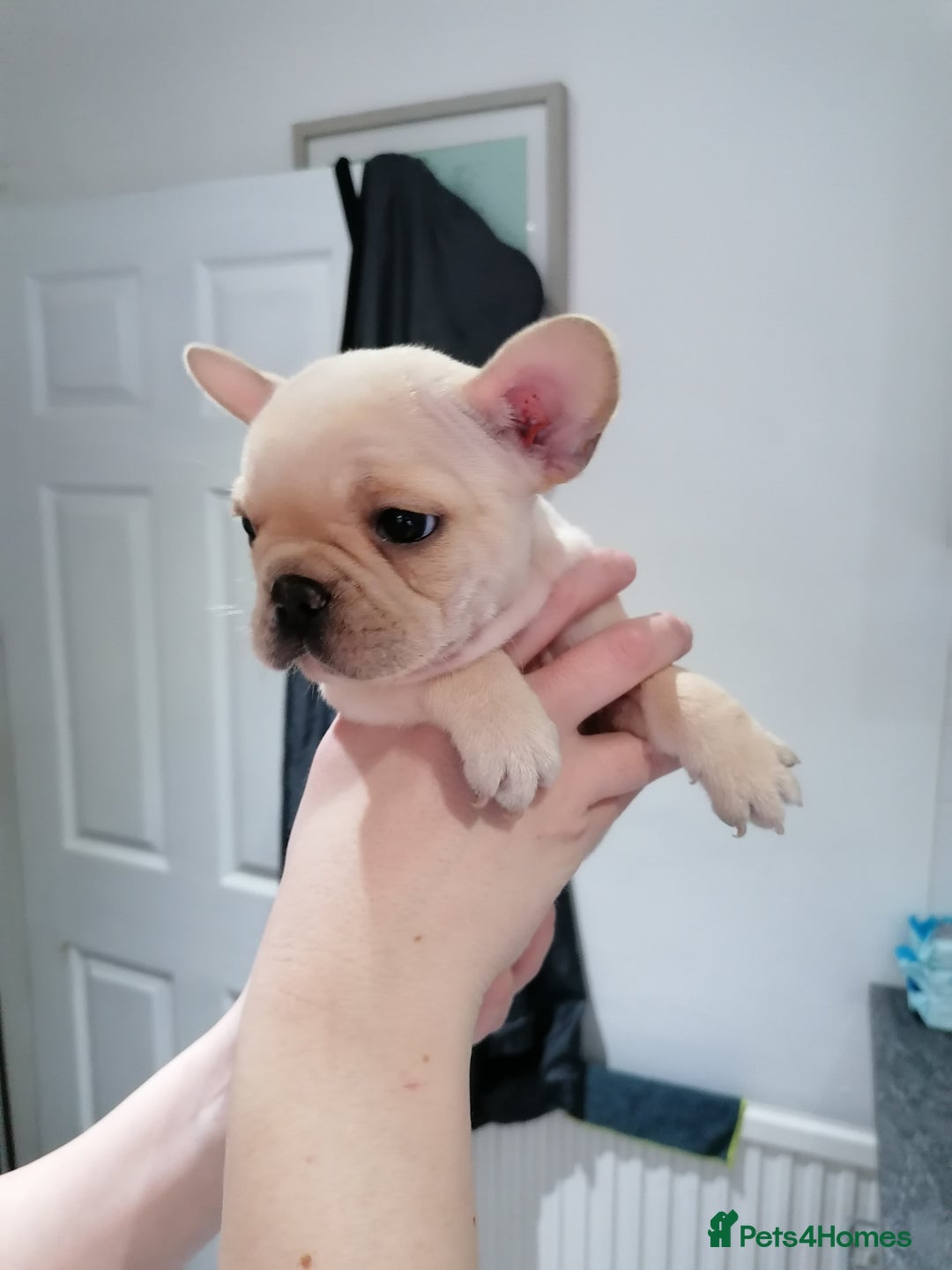 French Bulldog dogs for sale: Gorgeous French bulldog puppies Just 1 girl left!  - Advert 18