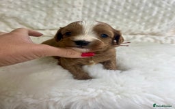 Cavapoo dogs for sale: Top Class Extensively tested F1b Toy Cavapoo pups - Image 8