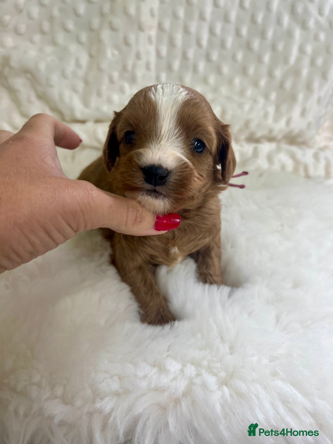 Cavapoo dogs for sale: Top Class Extensively tested F1b Toy Cavapoo pups - Image 8