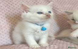 Ragdoll cats for sale: Affectionate, Cuddly, Playful Kittens - Image 34