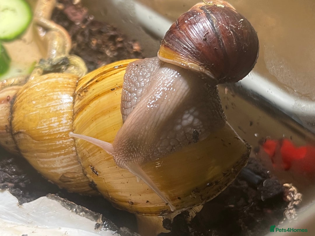 Mixed Breed reptiles for sale: Giant African land snail babies  - Advert 4