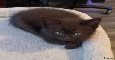 British Shorthair cats - Advert 3