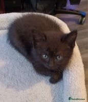 British Shorthair cats - Advert 3