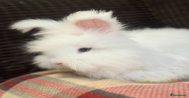Angora rabbits - Advert 1