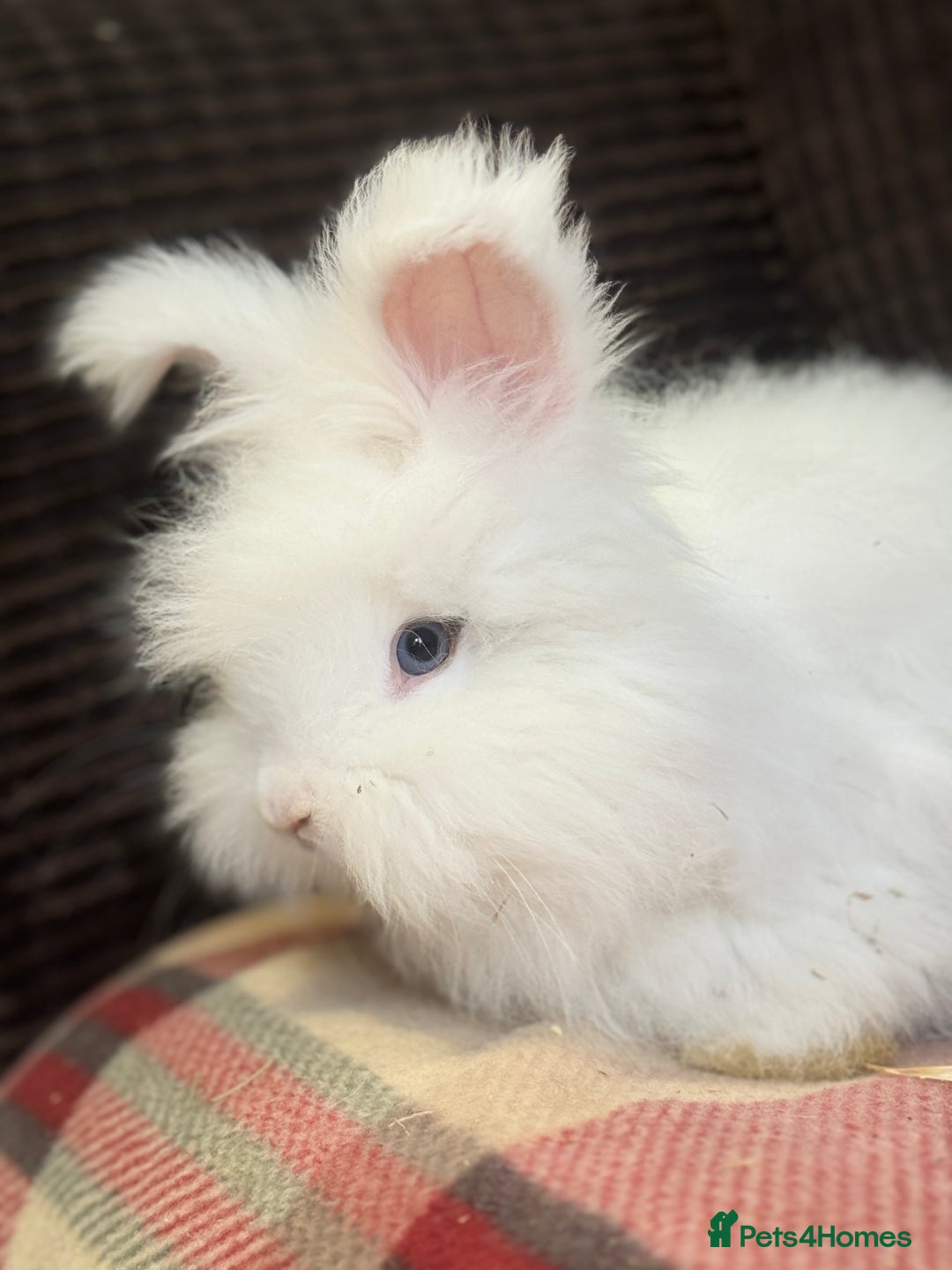 Angora rabbits for sale: Stunning pure bred English angora babies - Image 2
