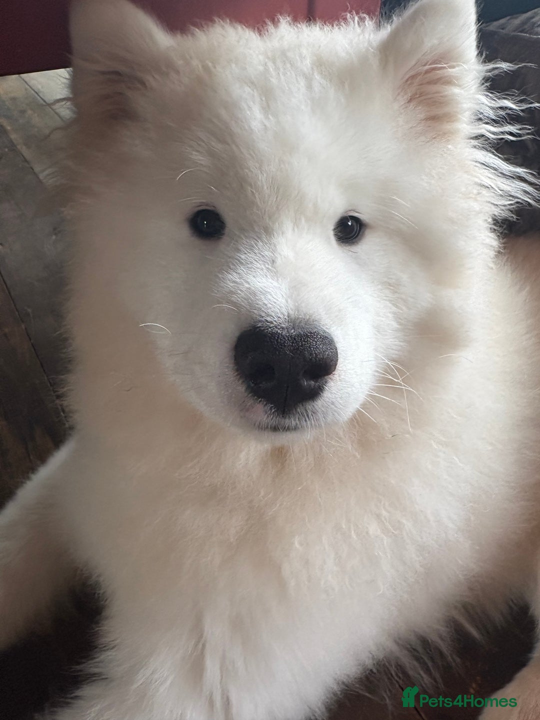 Mixed Breed dogs for sale: Samsky puppies - Advert 9