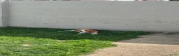 Beagle dogs for sale: KC registered Pluto ( playful Beagle)  - Advert 11
