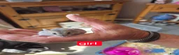 Hamster rodents for sale: Russian dwarf hamsters for sale - Advert 5