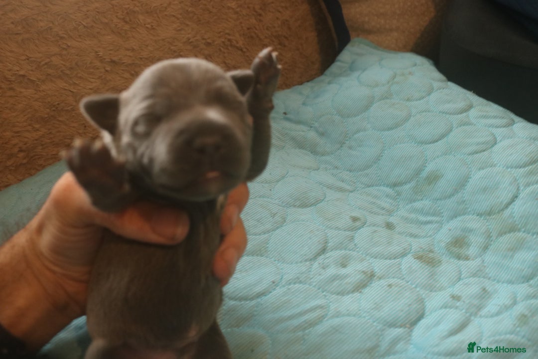 Staffordshire Bull Terrier dogs for sale: pure blue Staffordshire bull terriers - Image 17
