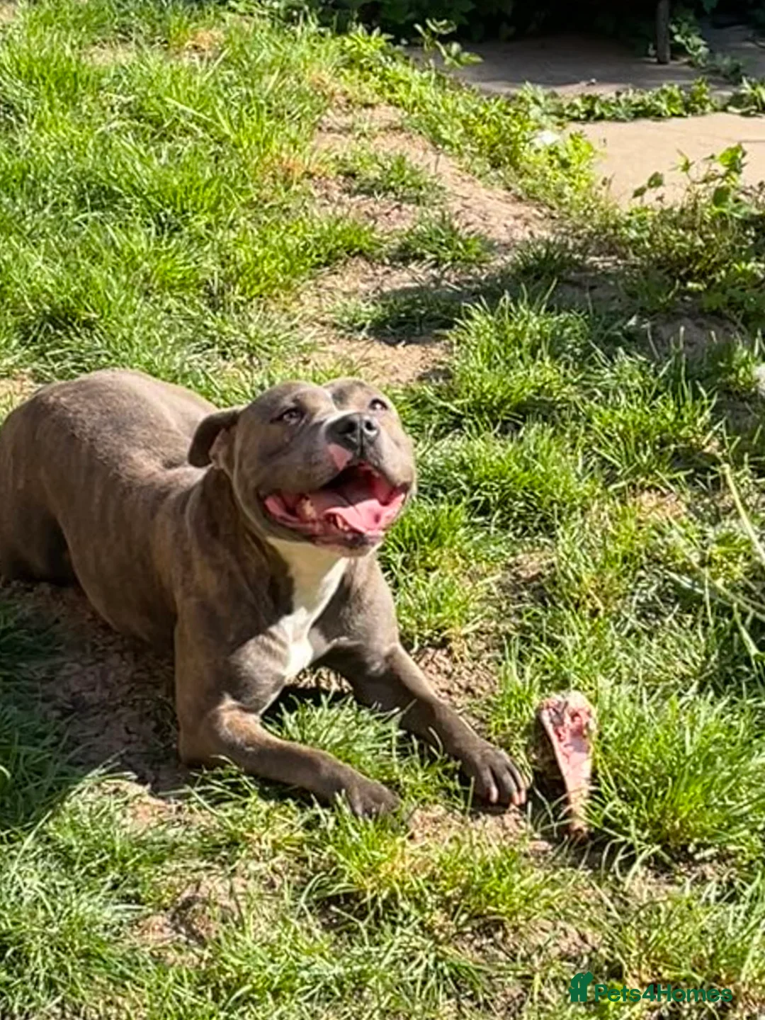 Mixed Breed dogs for sale: Rehoming Luna  in Malvern - Advert 1