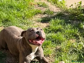 Mixed Breed dogs Rehoming Luna in Malvern - Advert 1