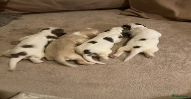 Cocker Spaniel dogs - Advert 4