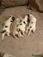 Cocker Spaniel dogs - Advert 13