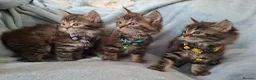 Mixed Breed cats for sale: 3x Beautiful maincoone cross kittens - Advert 1