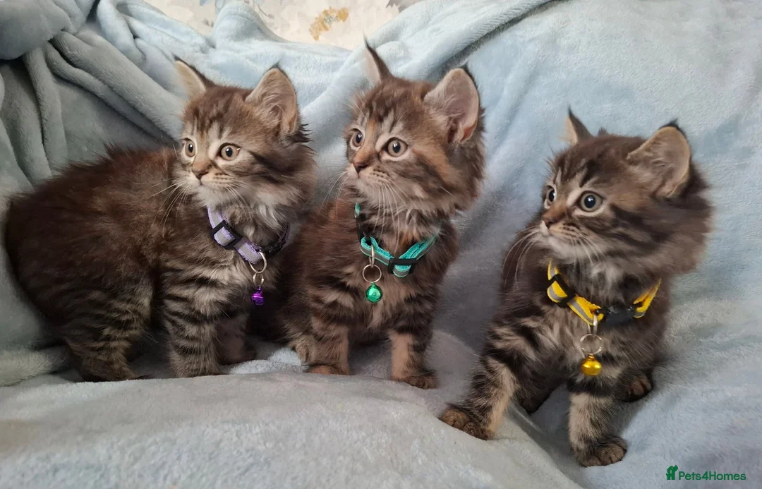 Mixed Breed cats for sale: 3x Beautiful maincoone cross kittens - Advert 1