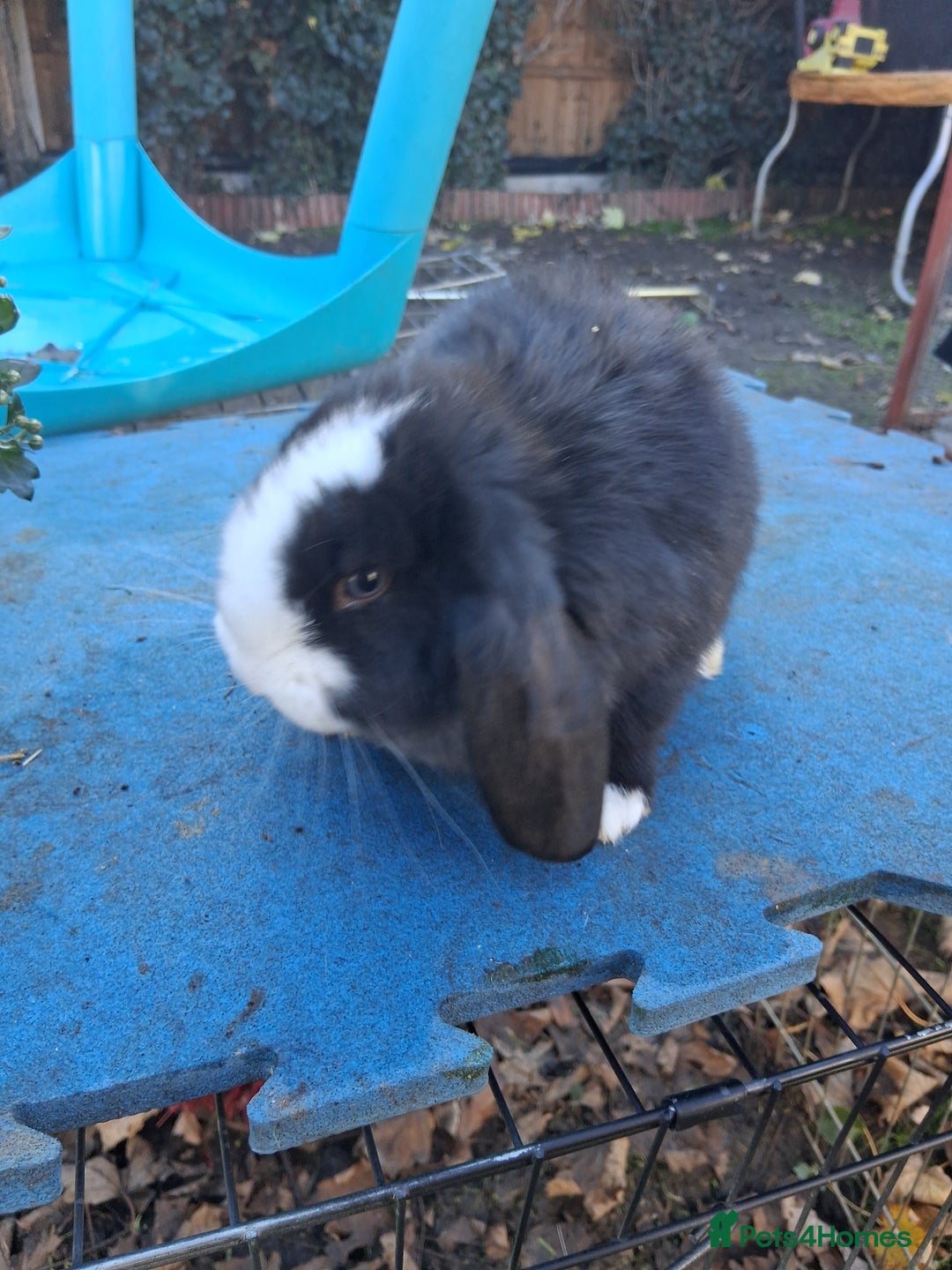 French Lop rabbits for sale: Minilop x french lop 2 male bunnies - Advert 1