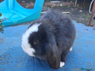 French Lop rabbits Minilop x french lop 2 male bunnies - Advert 2