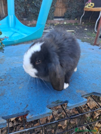 French Lop rabbits Minilop x french lop 2 male bunnies - Advert 2