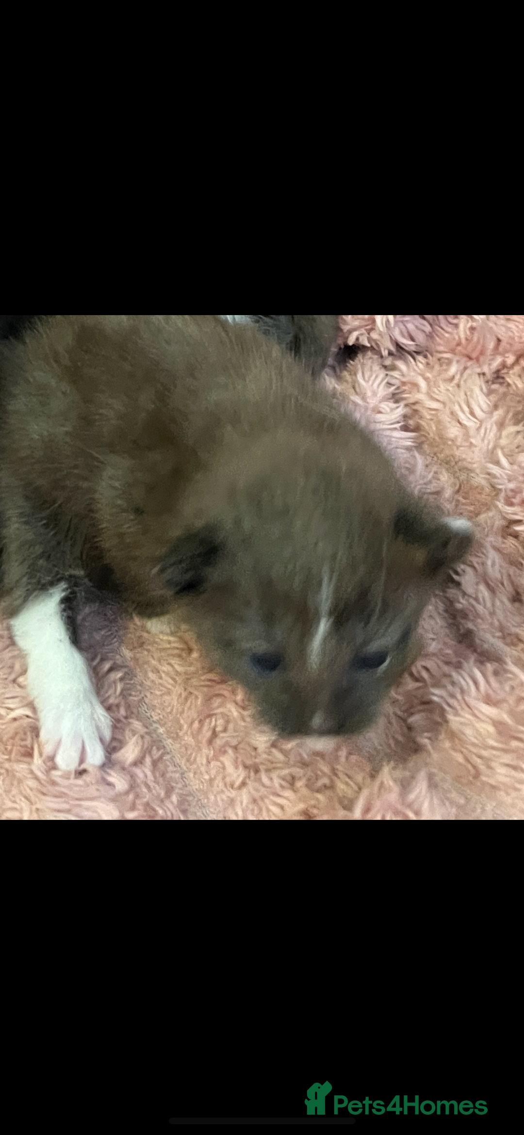 British Shorthair cats for sale: British shorthair x kittens - Image 12