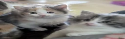 Mixed Breed cats for sale: Domestic short hair x Main coon - Advert 1