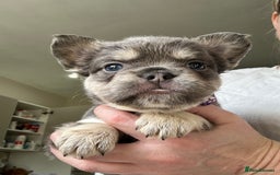 French Bulldog dogs for sale: French bulldog (fluffy) - Image 8