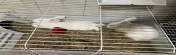 Alaska rabbits for sale: Pearl white albino rabbit  - Advert 2