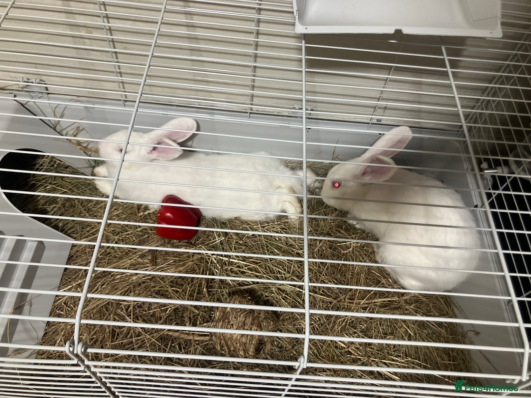 Alaska rabbits for sale: Pearl white albino rabbit  - Image 2