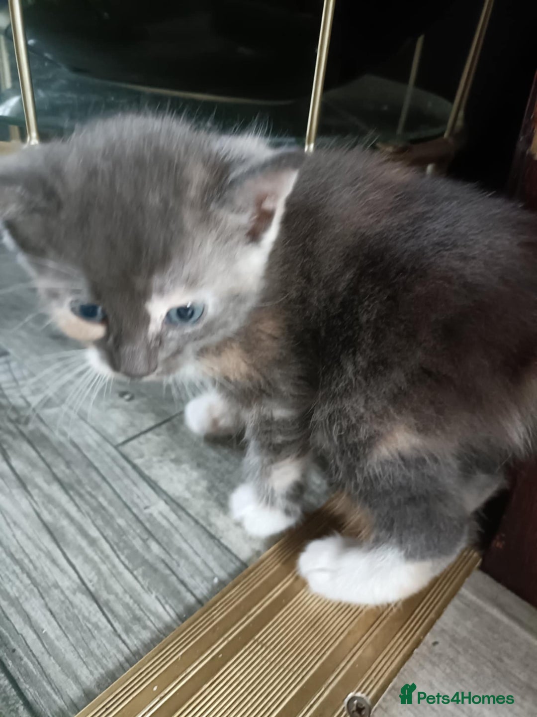 Domestic Shorthair cats for sale: Litter of 4 kittens - Image 2