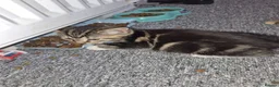 Mixed Breed cats for sale: Kittens for sale - Advert 4