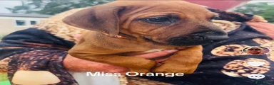 Rhodesian Ridgeback 8