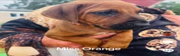 Rhodesian Ridgeback dogs for sale: 5 Star Council Registered Breeder         - Advert 21