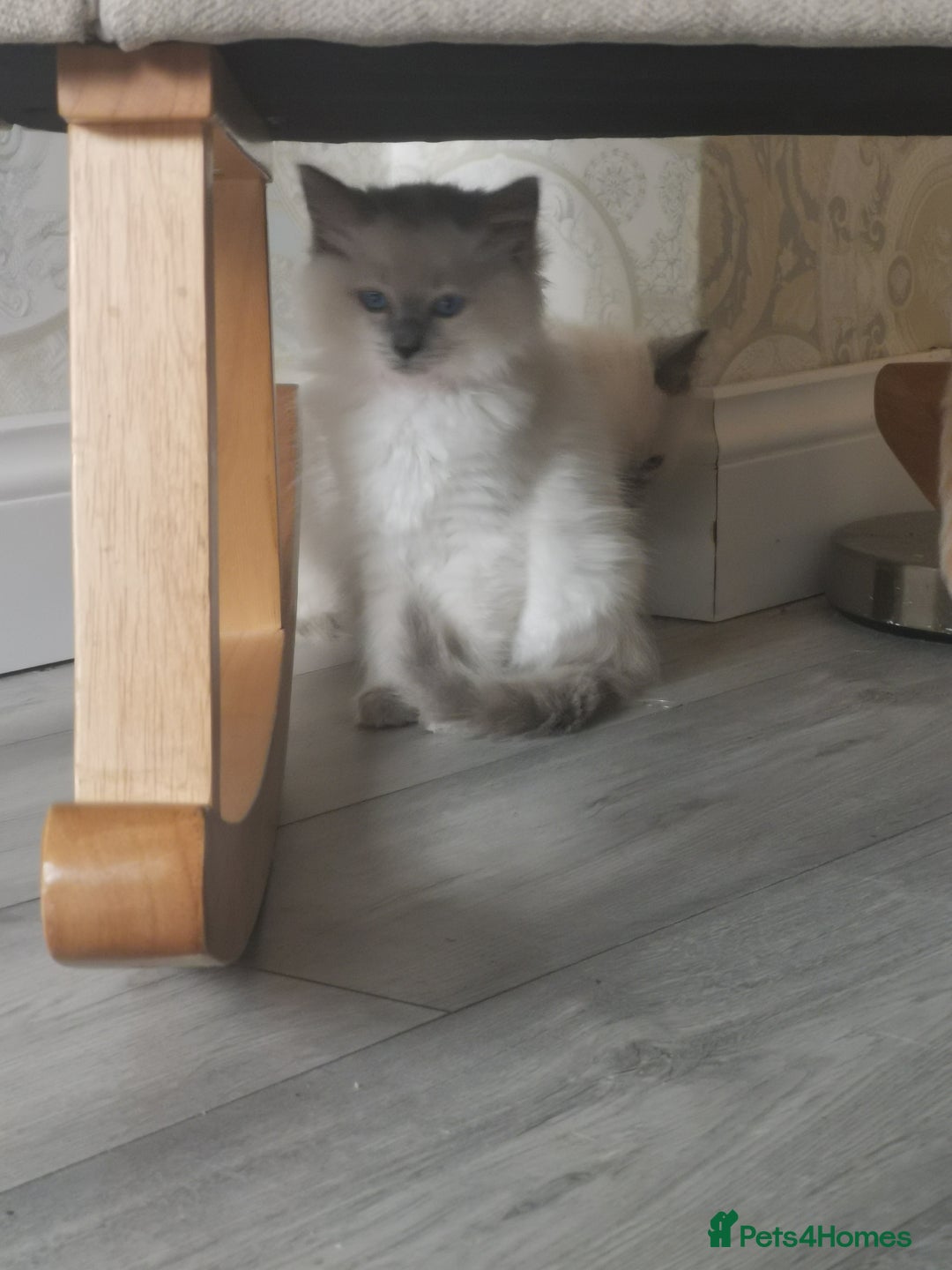 Ragdoll cats for sale: 2 left Pure Health tested huge ragdoll kittens  - Image 14