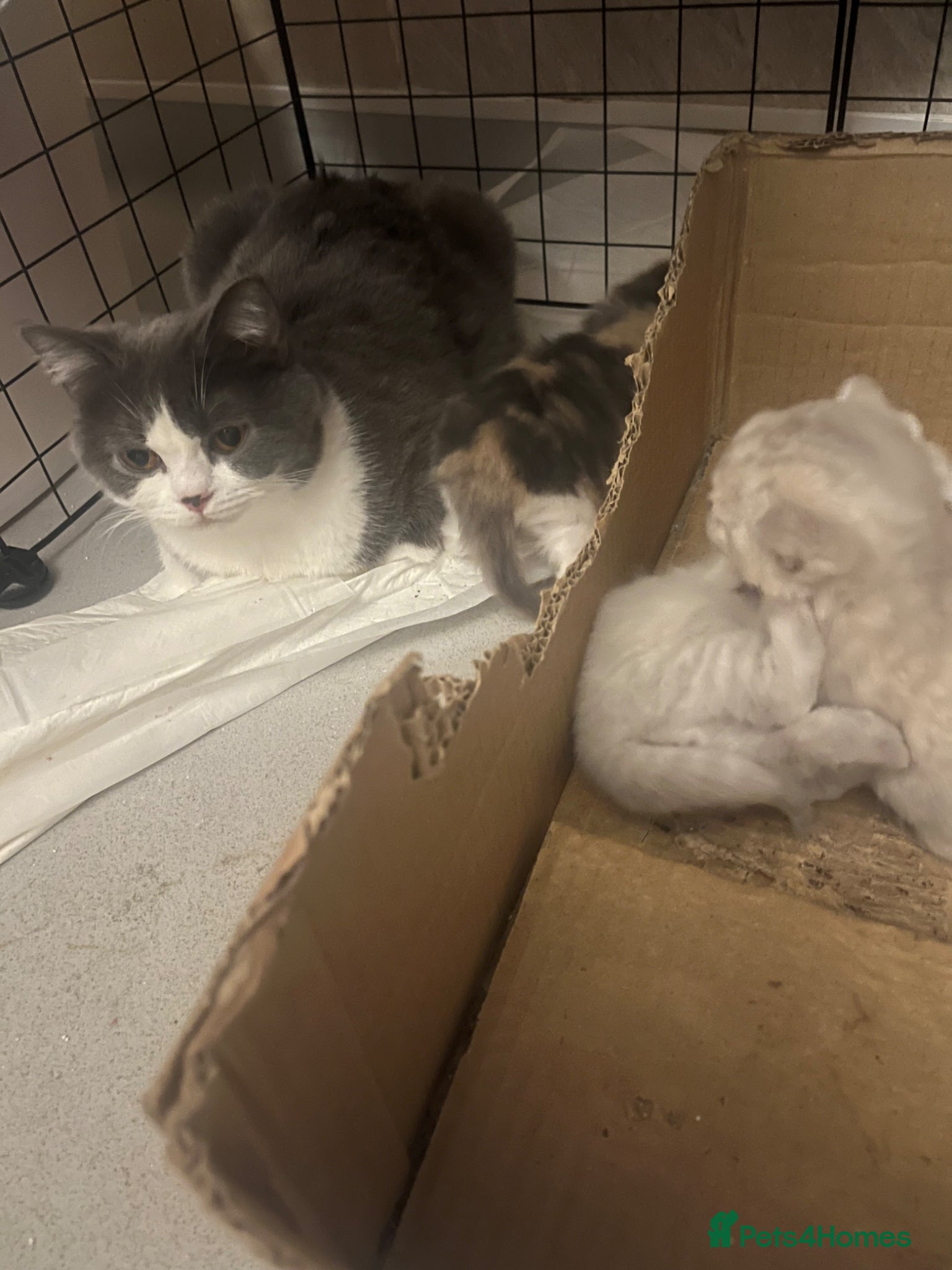 British Shorthair cats British shorthair kittens  - Advert 4